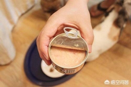 养公猫还是母猫？会有什么分别？有这3点分别