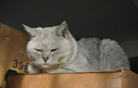 纯种加菲猫的特征，一个都不中的，肯定是串 加菲猫是名猫吗？