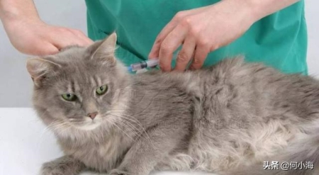 纯种加菲猫的特征，一个都不中的，肯定是串 加菲猫是名猫吗？