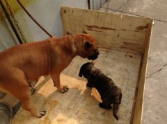 拉布拉多幼犬感冒后有哪些症状应该样正确处理