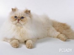 猫咪脖子上的疙瘩都有哪些真相导致可能是囊