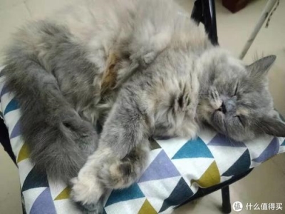 蓝猫为什么叫做蓝猫?明明是灰色的!蓝猫的由来 为什么要叫蓝猫