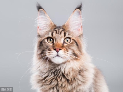 蓝猫为什么叫做蓝猫?明明是灰色的!蓝猫的由来 为什么要叫蓝猫