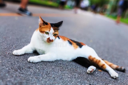 百灵鸟代表什么人 百灵鸟代表哪种人