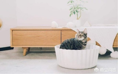 买狗时,有几种狗是千万不能买的,不然就是花钱买罪受