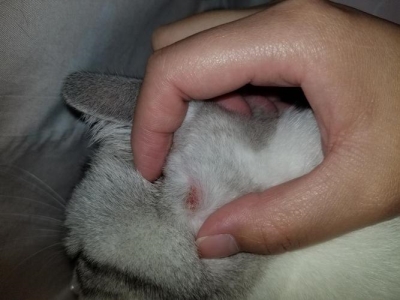 买狗时,有几种狗是千万不能买的,不然就是花钱买罪受