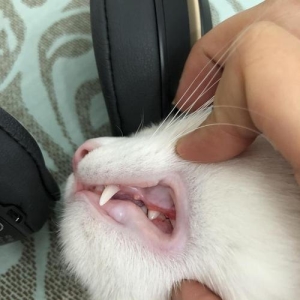 这5种猫廉价又好养，很适合新手 适合新手饲养的猫咪