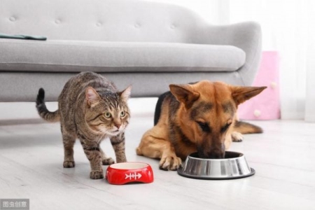 这5种猫廉价又好养，很适合新手 适合新手饲养的猫咪