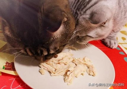 宠物猫波斯猫多少钱一只？波斯猫性格是怎么样的？