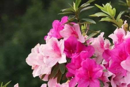 现在的西红柿为什么越来越难吃原因终于找到了