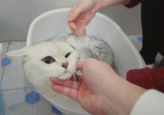 猫咪呼吸道感染解决应对猫咪呼吸道感染问题