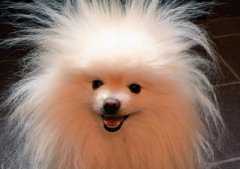 去除沙发上的猫尿味3种快速而简单的方法样