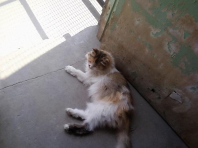 波斯猫和金吉拉猫，它们的分别在哪？你更加喜欢哪只？