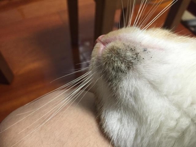 养只猫一个月需要花多少钱？与个人经济条件挂钩，要做具体衡量