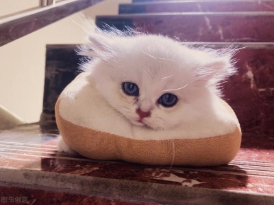 哮喘反反复复，竟是一只猫惹的祸？10个建议，帮你减少哮喘发作 哮喘反反复复怎么办？