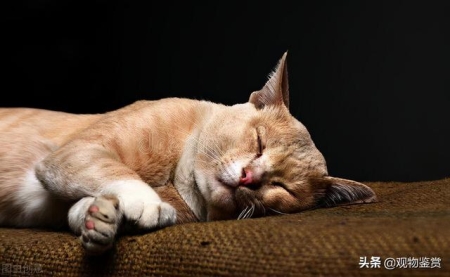 猫咪强烈的习砂性!猫咪为什么习惯用猫砂?