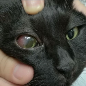 茶杯猫可以活多长时间?茶杯猫价格怎么样?