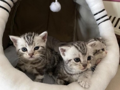 三个月猫咪隔几个小时喂一次？三个月猫咪吃多少？