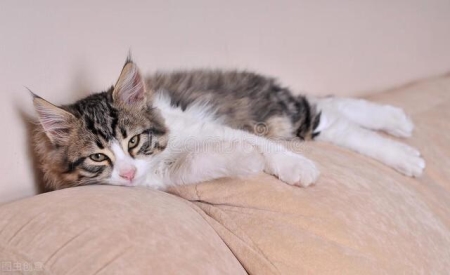 猫咪生产后需要怎么照顾？需要注意哪些？