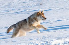 盘点五大动画片灵异事件：喜羊羊竟然被灰太