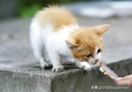 猫狗为什么容易招跳蚤虱子？就连处于良好的状态的猫狗也会被跳蚤虱子侵扰，真相何在？