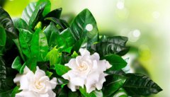 冰箱密封条不密封解决办法？冰箱门密封不严解决办法？