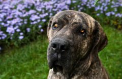 泰迪犬长白毛办？狗狗长白毛的真相