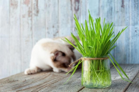 猫咪也会拉肚子，是什么原因导致的？这5个方法能有效缓解 猫咪拉肚子是什么原因引起的呢？