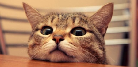 猫咪也会拉肚子，是什么原因导致的？这5个方法能有效缓解 猫咪拉肚子是什么原因引起的呢？