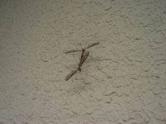 一对狗大小的恐龙可能在地下洞穴坍塌中被压死