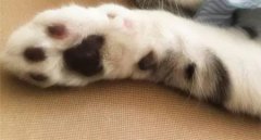 猫咪老是跑厕所是什么原因猫咪老是跑到床上