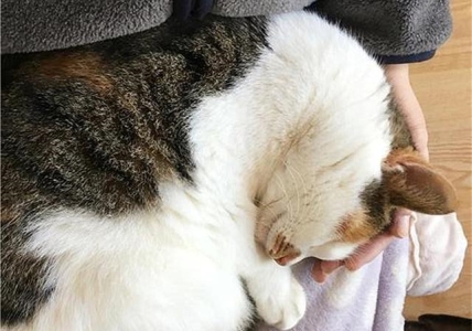 给猫主子打造柔顺秀发!4款天然粮,对猫咪毛发有影响