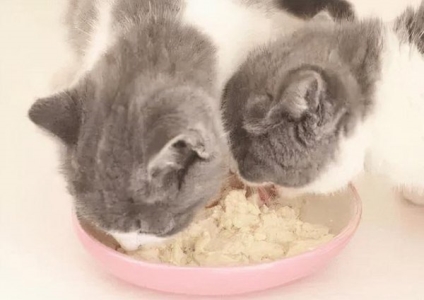 猫咪饮食卫生都好为什么长期尿频?疾病都来自于哪里?