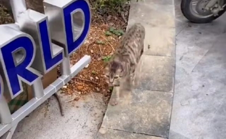 猫咪饮食卫生都好为什么长期尿频?疾病都来自于哪里?