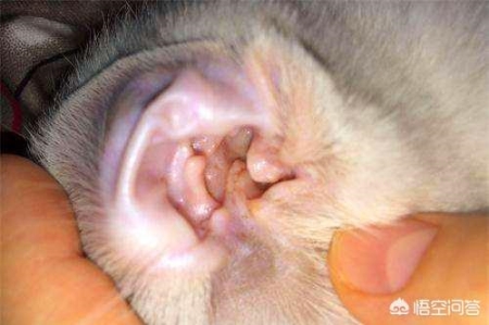 猫咪饮食卫生都好为什么长期尿频?疾病都来自于哪里?