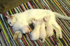 假如取暖时猫咪不小心烫伤爪子解决办法？在