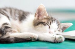 二个月猫咪喂两个月大猫喂