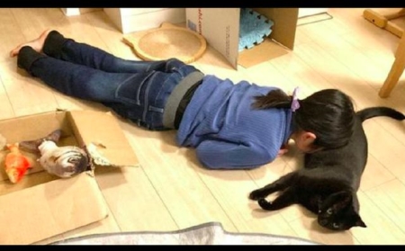 二个月猫咪怎么喂 两个月大猫怎么喂