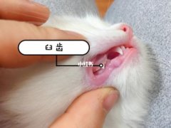 补充微量元素就能杜绝龙猫咬毛龙猫咬毛的真