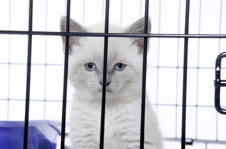 猫咪易感染的3种真菌，以及应对策略！ 猫的真菌感染是什么引起的？