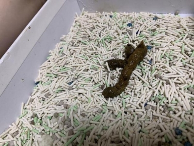 猫咪上火怎么办?不用慌,教你降火小妙招 猫上火了怎么降火