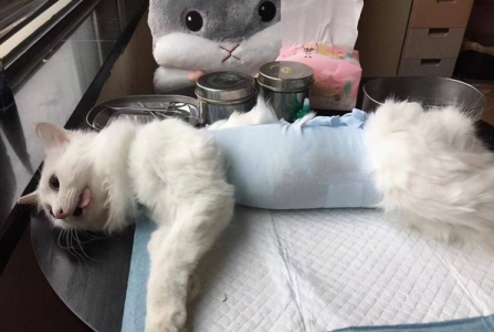 清水煮鸡胸肉的汤可以给猫喝吗?猫咪可以喝哪些人类食物的汤?