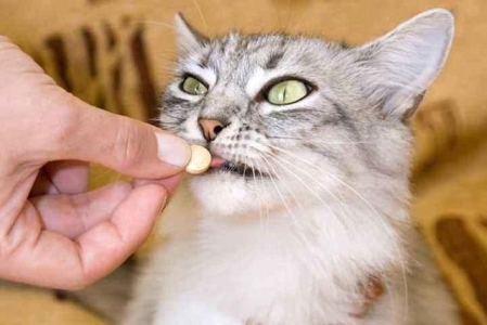 猫一窝可以生几只小猫？宠物猫一窝能生几只