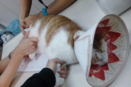 猫咪呕吐、吐猫粮是什么原因造成的?猫咪呕吐了猫粮