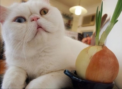 如何让猫咪的毛发更加光亮?如何让猫咪的毛发更加光亮呢?