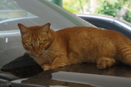 如何让猫咪的毛发更加光亮?如何让猫咪的毛发更加光亮呢?