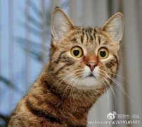 养猫家庭正确的消毒方式，你做对了吗？家中