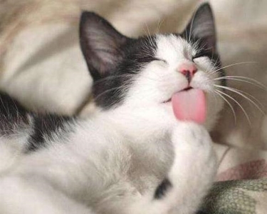 猫咪为什么爱吃草?不仅仅是为了排毛球,还有这些真相 猫咪为啥喜欢吃草