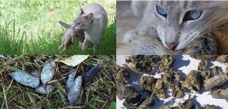 猫咪为什么爱吃草?不仅仅是为了排毛球,还有这些真相 猫咪为啥喜欢吃草