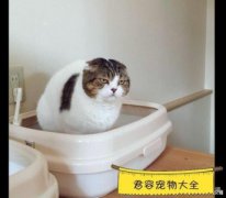 宠物知识：犬猫胸腔积液的医治与预防指南猫